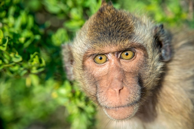 Portrait de singe à l'état sauvage