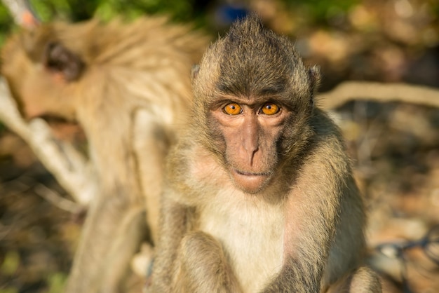 Portrait de singe à l'état sauvage