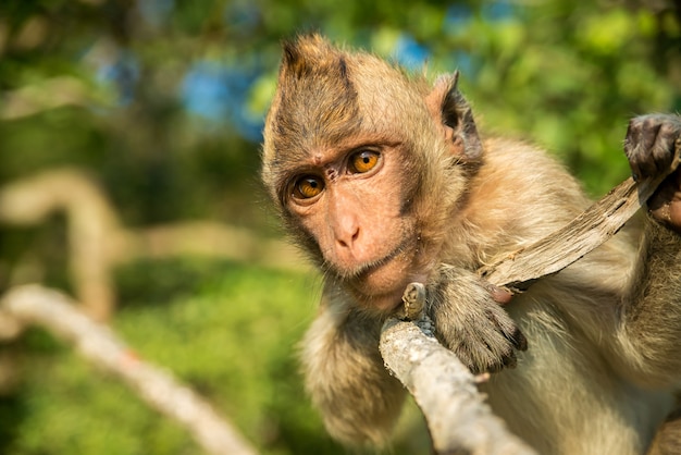 Portrait de singe à l'état sauvage