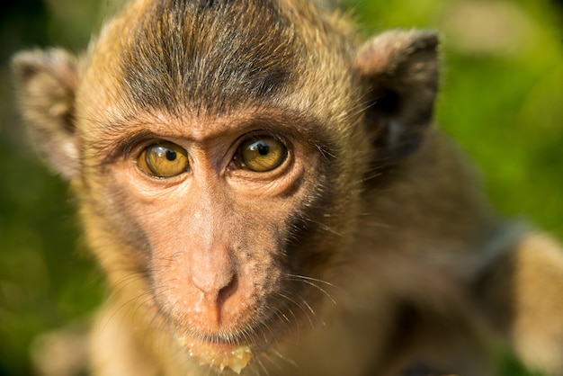 Portrait de singe à l'état sauvage