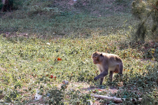 Portrait de singe macaque dont le nom est crabe à longue queue ou singe macaque cynomolgus