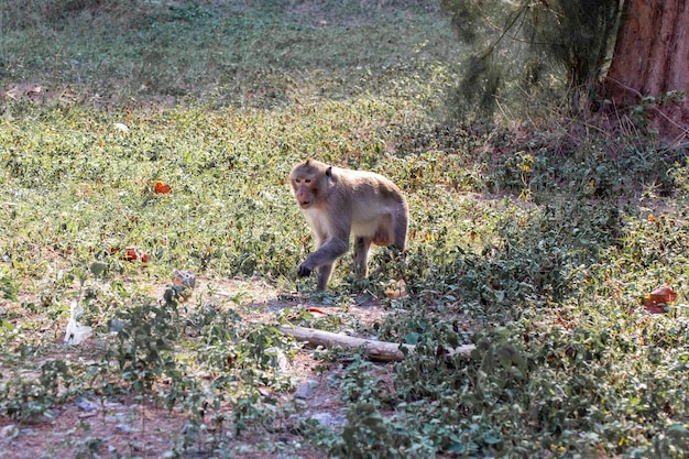 Portrait de singe macaque dont le nom est crabe à longue queue ou singe macaque cynomolgus