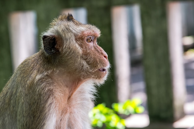 Portrait de singe mignon