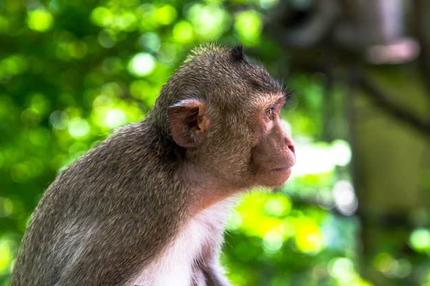 Portrait de singe mignon