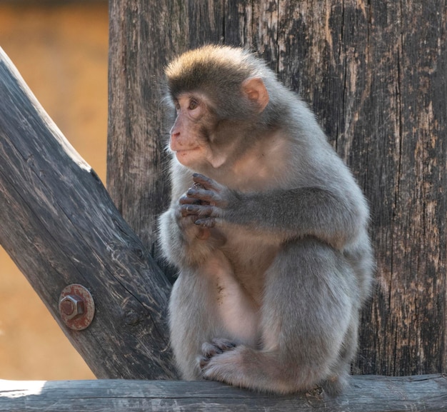 Portrait d'un singe des neiges macaque japonais