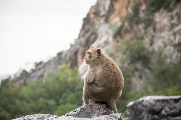 Photo portrait de singe sur pierre