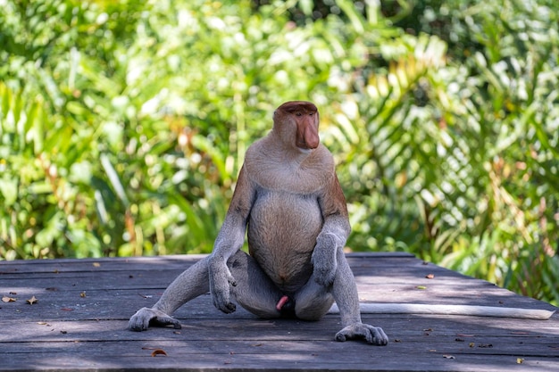 Portrait d'un singe Proboscis sauvage ou Nasalis larvatus dans la forêt tropicale de l'île de Bornéo Malaisie gros plan