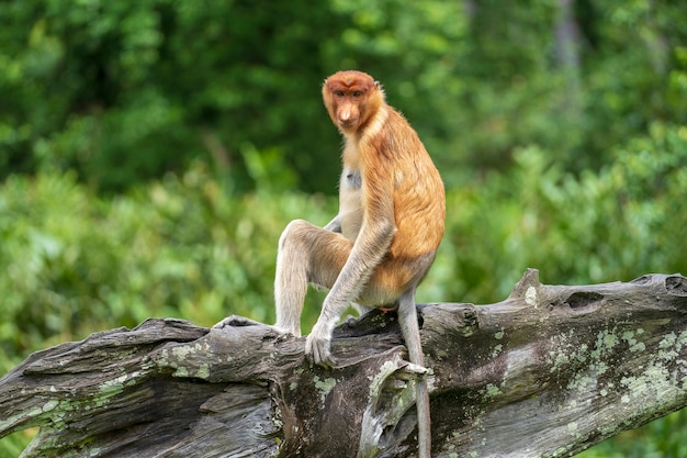 Portrait d'un singe sauvage Proboscis ou Nasalis larvatus, dans la forêt tropicale de l'île de Bornéo, Malaisie, gros plan. Singe incroyable avec un gros nez.