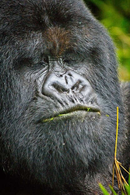 Photo portrait d'un singe