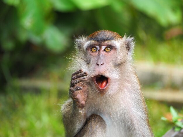 Photo portrait d'un singe
