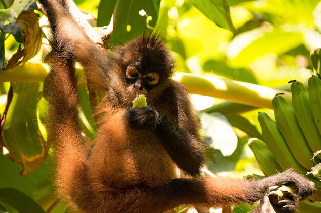 Photo portrait d'un singe