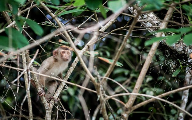 Photo portrait d'un singe