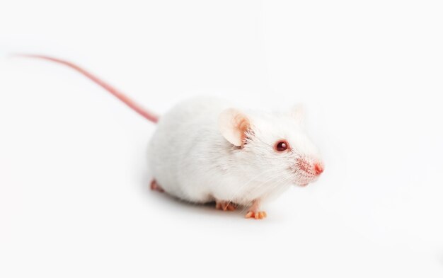 Portrait de souris de laboratoire marchant sur blanc