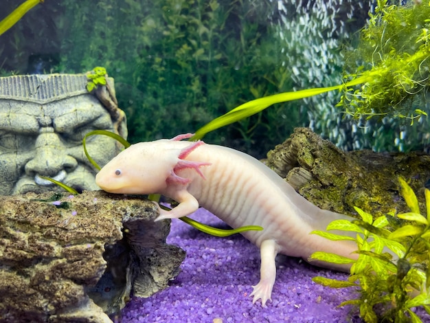 Photo portrait sous-marin d'axolotl dans un aquarium ambystoma mexicanum poisson marchant mexicain