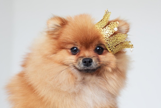 Portrait d'un Spitz de Poméranie avec une couronne sur la tête