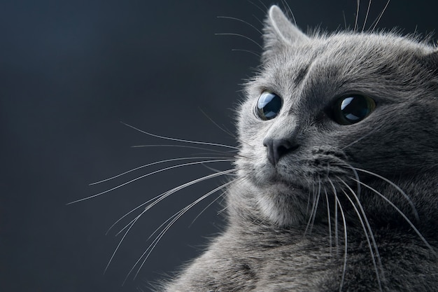 Portrait en studio d'un beau chat gris. animal de compagnie moustachu moelleux à la maison