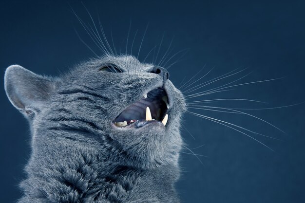 Portrait en studio d'un beau chat gris avec une bouche grande ouverte. animal de compagnie moustachu moelleux à la maison