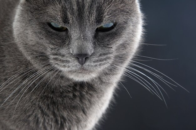 Portrait en studio d'un beau chat gris sur fond sombre