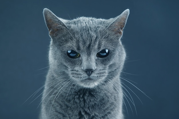 Portrait En Studio D'un Beau Chat Gris