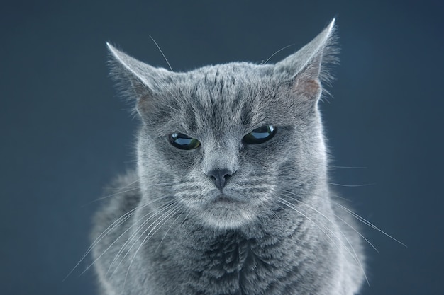 Portrait en studio d'un beau chat gris