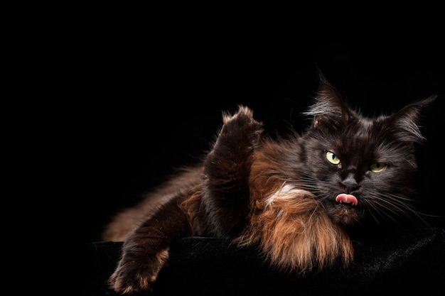 Portrait en studio d&#39;un beau chat Maine Coon