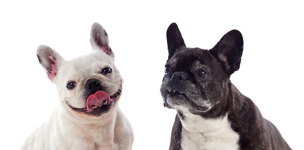 Portrait en studio de bouledogues mignons