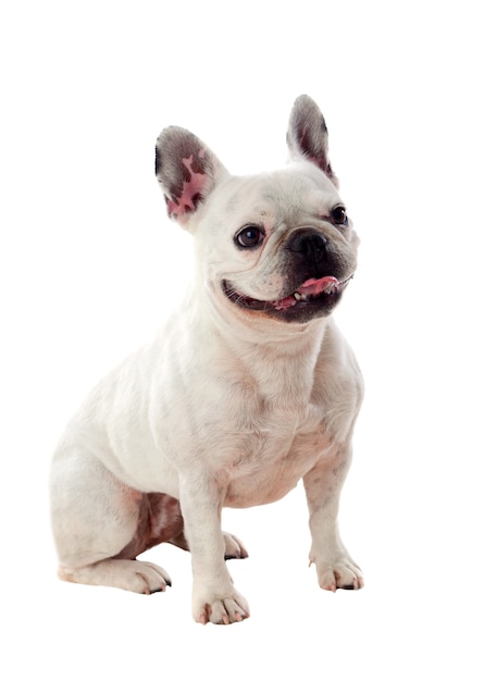 Portrait en studio d&#39;un bulldog mignon