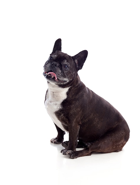 Portrait en studio d&#39;un bulldog mignon