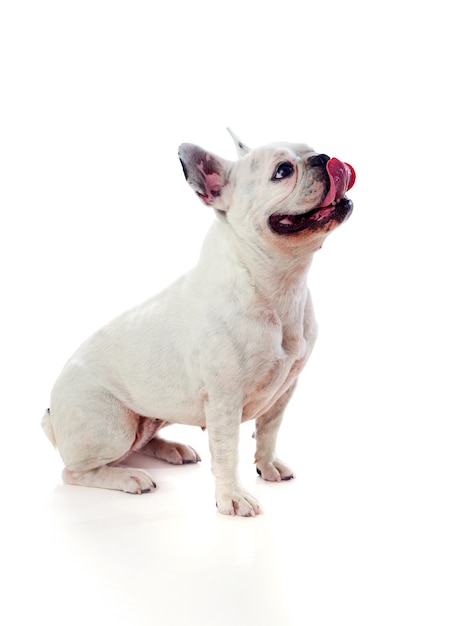 Portrait en studio d&#39;un bulldog mignon