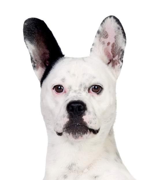 Portrait en studio d&#39;un bulldog mignon