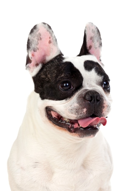 Portrait en studio d&#39;un bulldog mignon