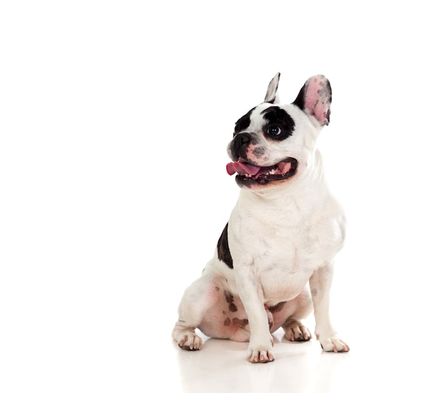 Portrait en studio d&#39;un bulldog mignon