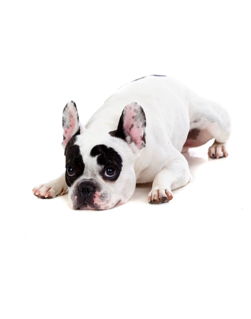 Portrait en studio d&#39;un bulldog mignon