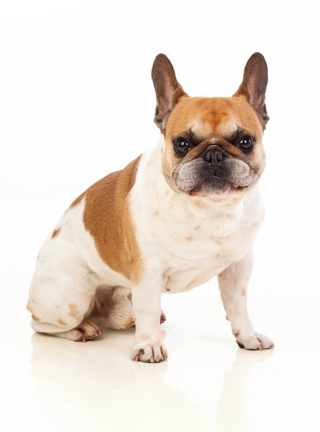 Portrait en studio d&#39;un bulldog mignon