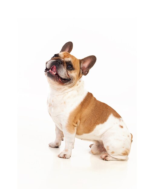 Portrait en studio d&#39;un bulldog mignon