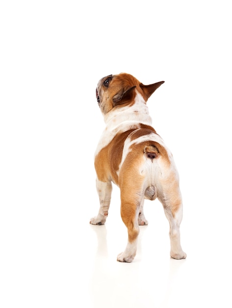 Portrait en studio d&#39;un bulldog mignon