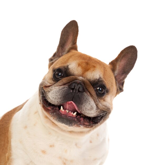 Portrait en studio d&#39;un bulldog mignon