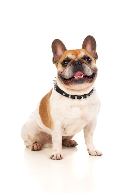 Portrait en studio d&#39;un bulldog mignon