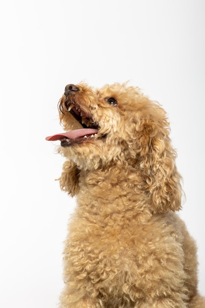 Portrait en studio d'un caniche sur fond blanc