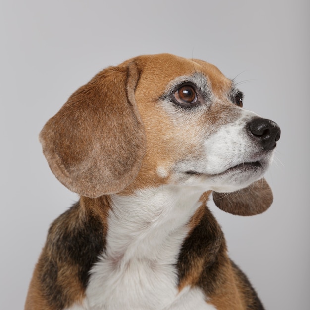 Portrait en studio d'un chien Beagle expressif sur fond neutre