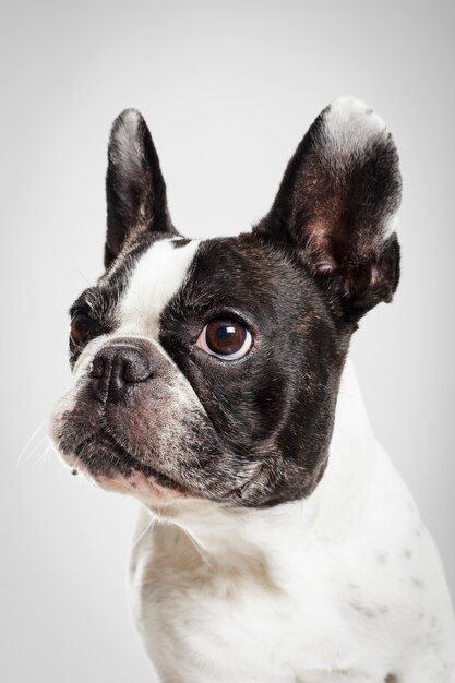 Portrait en studio d'un chien bouledogue français expressif sur fond neutre