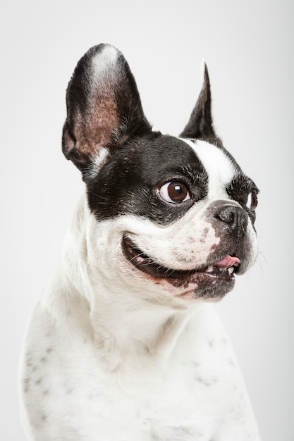 Portrait en studio d'un chien bouledogue français expressif sur fond neutre