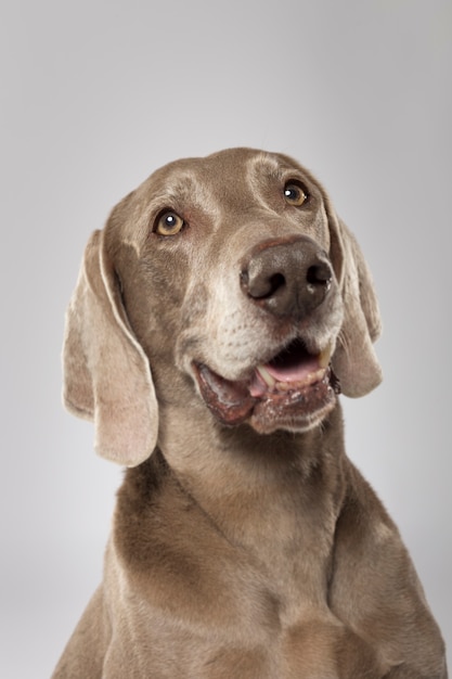 Portrait en studio d'un chien Braque de Weimar expressif contre fond blanc