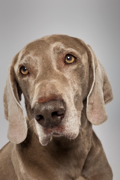 Portrait en studio d'un chien Braque de Weimar expressif contre fond blanc