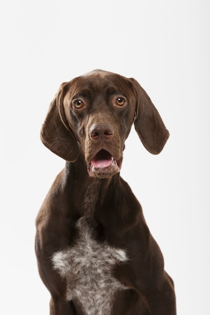 Portrait en studio d'un chien pointeur allemand expressif contre fond blanc