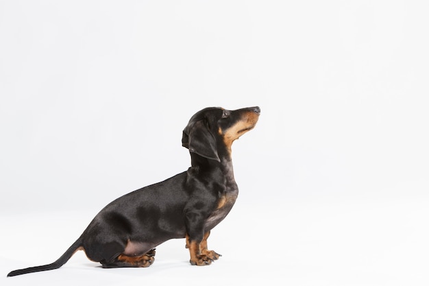 Portrait en studio d'un chien Teckel expressif contre fond blanc