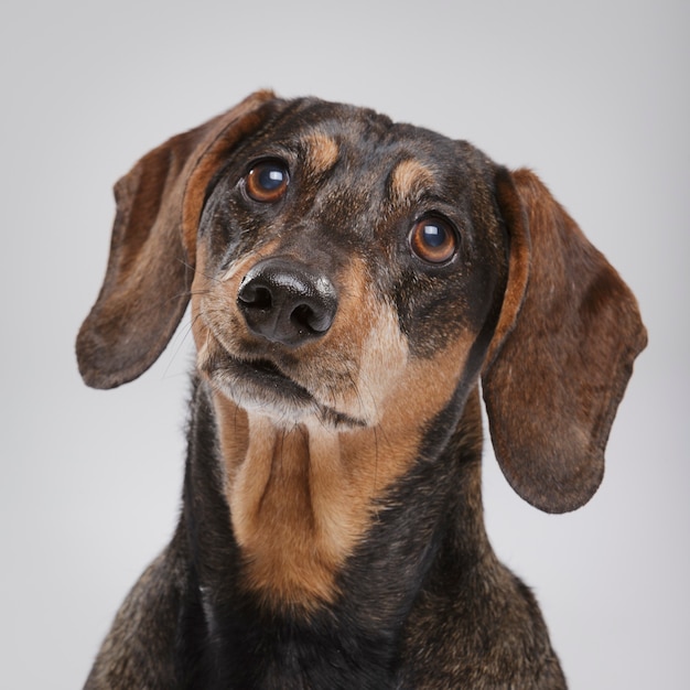 Portrait en studio d'un chien Teckel expressif sur fond neutre