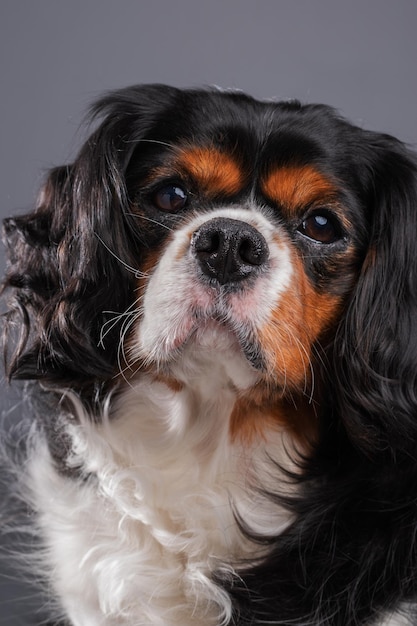 Portrait de studio de chiens Cavalier King Charles Spaniel