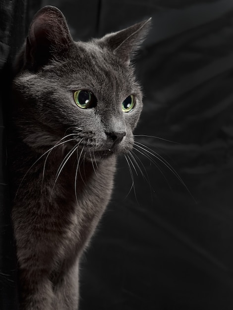 Portrait en studio de détente chat gris foncé sur fond sombre en discret