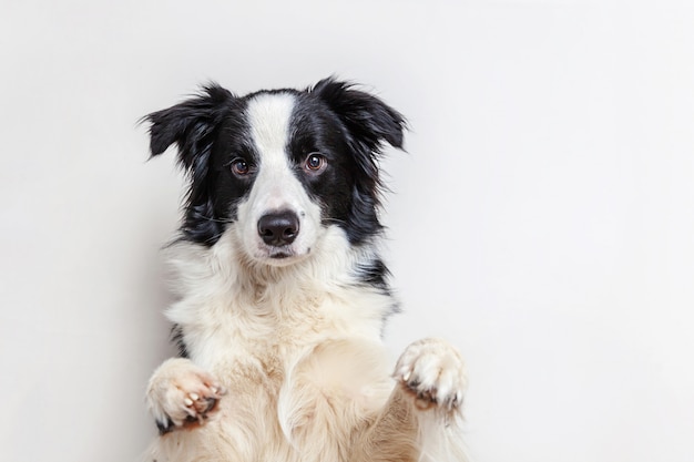 Portrait en studio drôle de mignon chiot chien border collie souriant isolé sur fond blanc. Nouveau membre charmant de la famille petit chien regardant et attendant la récompense.